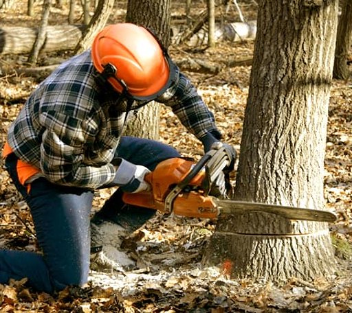 Tree Removal in Longview, IL